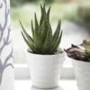 Aloe In Ceramic Pot