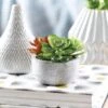Succulent Garden In Round Pot -Koala Home Shop 18912801 P
