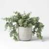 Potted Gum -Koala Home Shop 21244001 V01