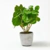 Money Plant In Cement Pot -Koala Home Shop 21244101 P
