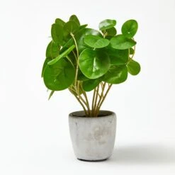 Money Plant In Cement Pot