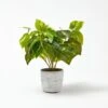 Devils Ivy In Cement Pot 2 Devils Ivy In Cement Pot -Koala Home Shop 21244301 P
