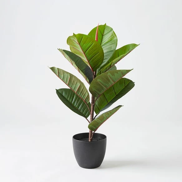 Real Touch Rubber Tree 58cm 3 Real Touch Rubber Tree 58cm