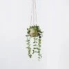 Hanging Plant - String Of Hearts -Koala Home Shop 21706601 P