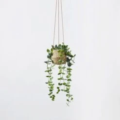 Hanging Plant - String Of Hearts