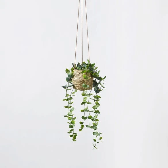 Hanging Plant - String Of Hearts 3 Hanging Plant - String Of Hearts