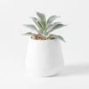 Angus Ceramic Potted Succulent - White 1 Angus Ceramic Potted Succulent - White -Koala Home Shop 22093902 p 1
