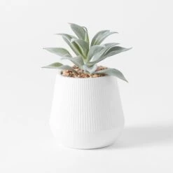 Angus Ceramic Potted Succulent - White
